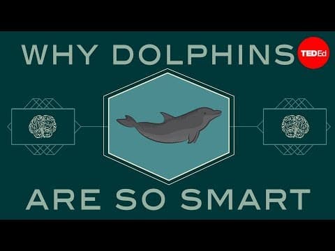 How smart are dolphins? - Lori Marino thumbnail