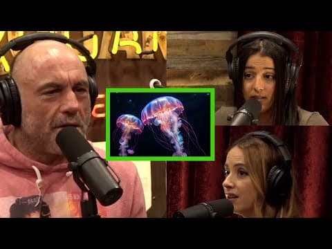 Jellyfish and Octopuses Are Like the Aliens of the Ocean thumbnail