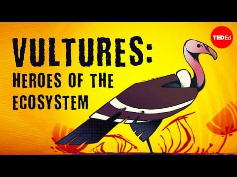 Vultures: The acid-puking, plague-busting heroes of the ecosystem - Kenny Coogan thumbnail