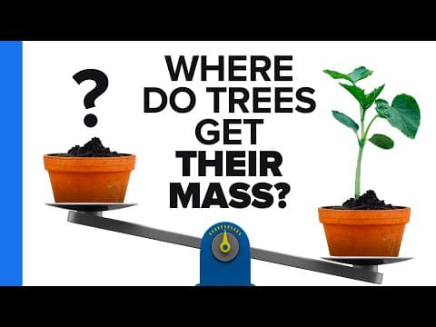 Where Do Trees Get Their Mass? thumbnail