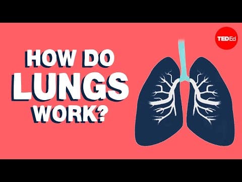 How Do Lungs Work to Enable Breathing? thumbnail