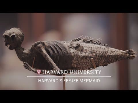 Harvard's FeeJee mermaid thumbnail