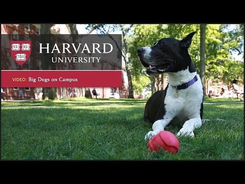 Harvard report: Dogs reduce stress thumbnail