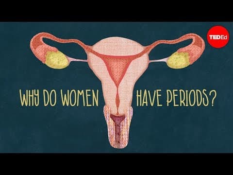 Why do women have periods? thumbnail