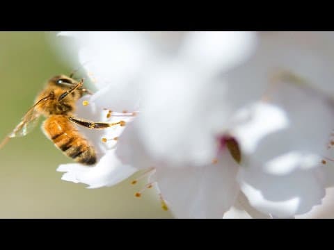Stanford researcher warns sixth mass extinction is here thumbnail