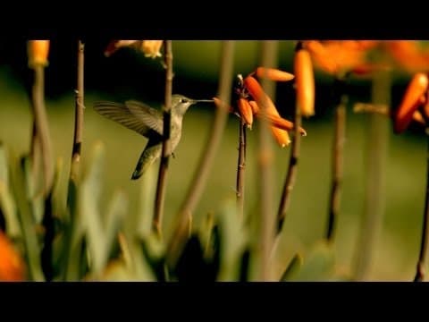 Stanford Students Discover Groundbreaking Flight Behavior thumbnail