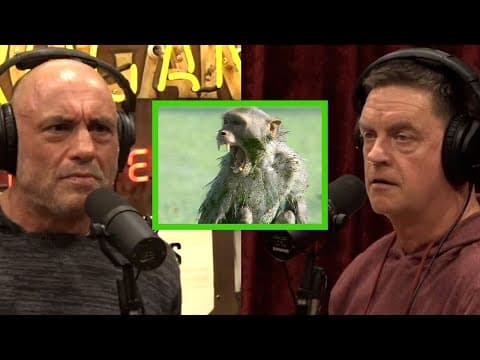 Joe Talks to Jim Breuer About People Fighting Monkeys thumbnail
