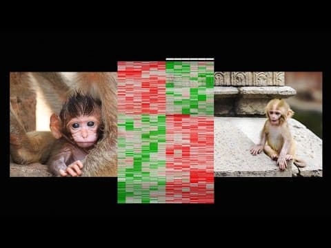 How Do Early Life Experiences Affect Our DNA? thumbnail