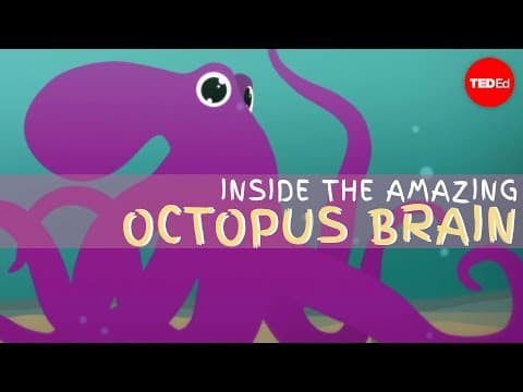 Why the octopus brain is so extraordinary - Cláudio L. Guerra thumbnail
