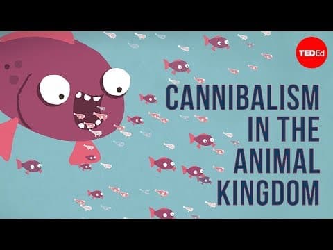 Cannibalism in the animal kingdom - Bill Schutt thumbnail